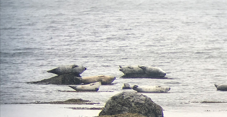 Gaspesie Nationalpark