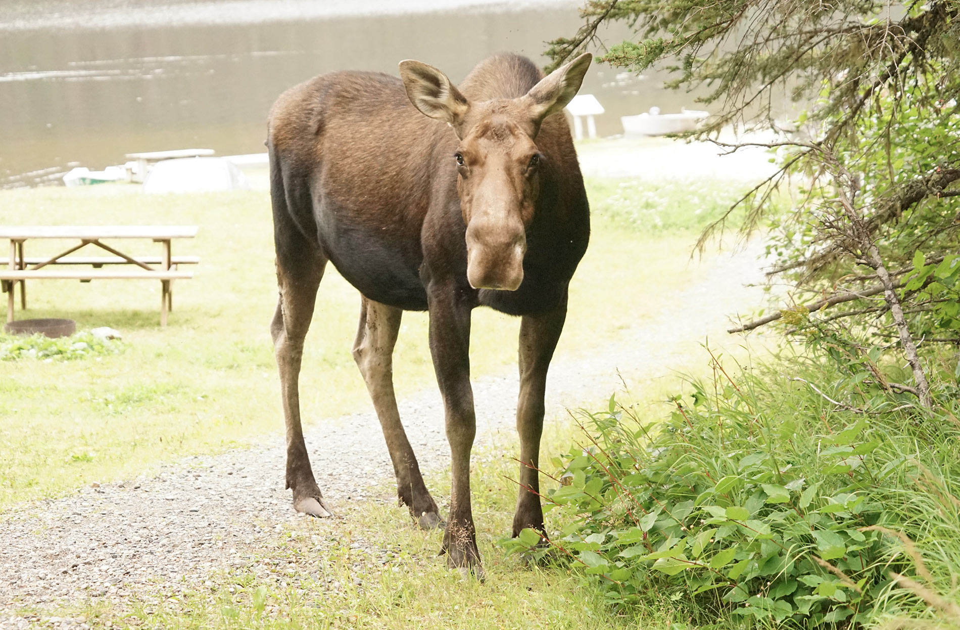 Gaspesie Nationalpark