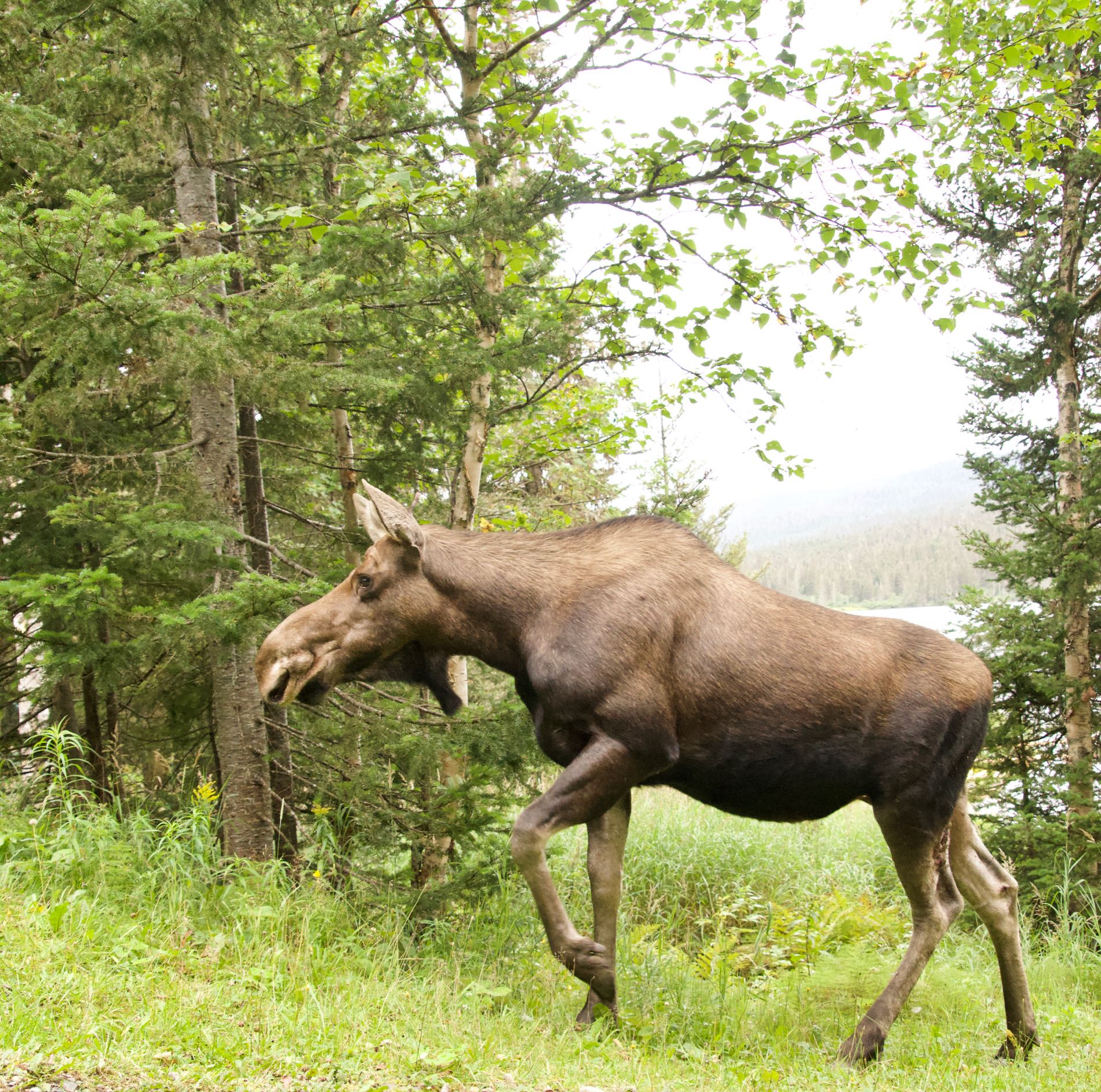 Gaspesie Nationalpark