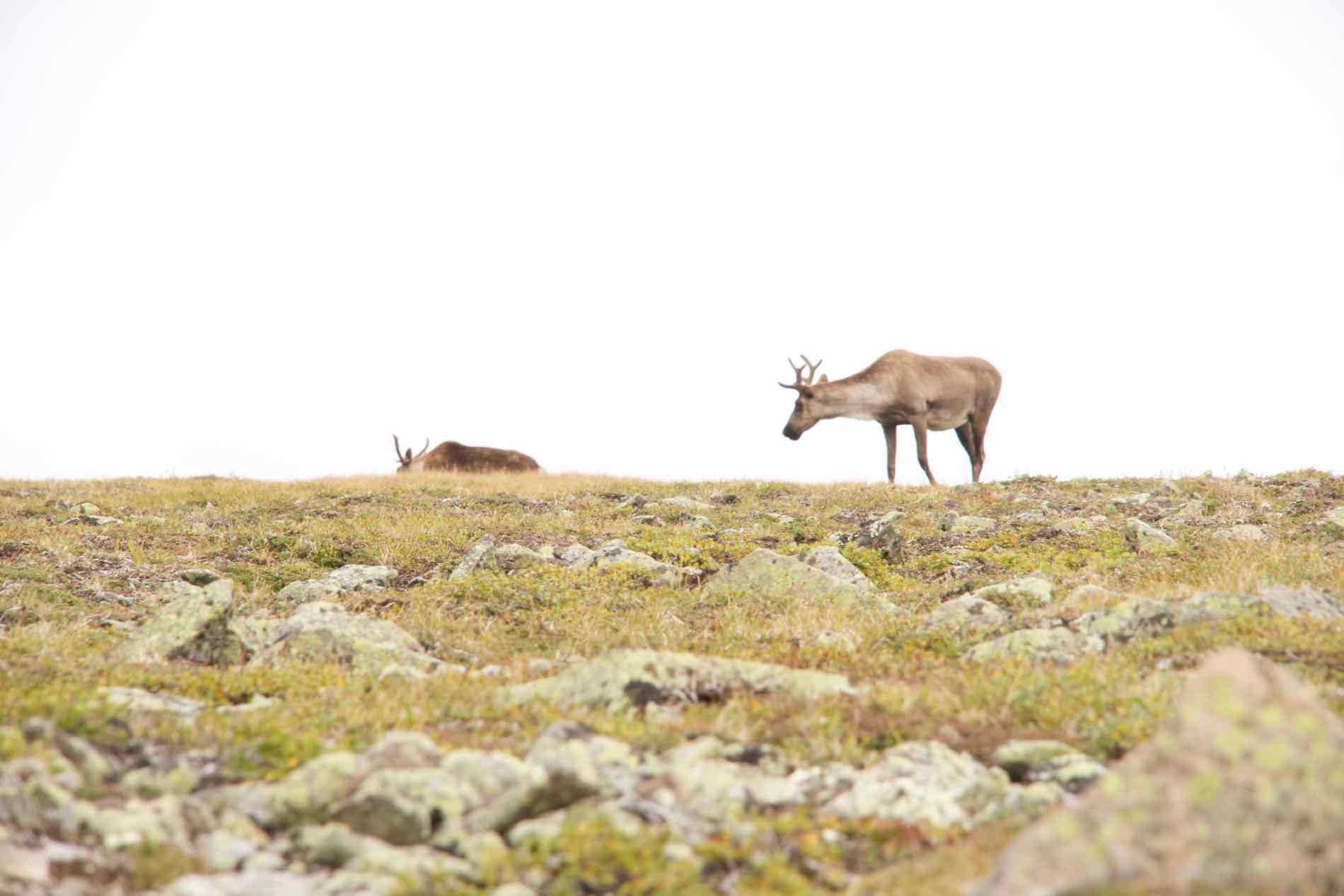 Gaspesie Nationalpark
