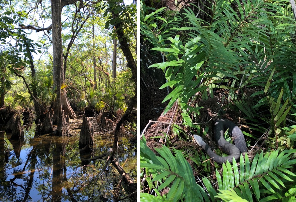 Six Mile Cyprus Park